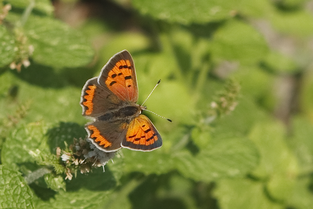 Lycaeana phlaeas Kleine vuurvlinder Small copper